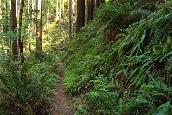 Russian Gulch State Park (SP) / Russian Gulch Bridge - Highway 1 - South Trail - One of the least traveled but accessable from mouth of Fern Canyon Trail. Has gullies filled with lush ferns, old redwood trees, and fallen logs. Far in, it eventually leads west toward a grove of dead Douglas Fir trees and then connects with South Headland Trail. (4/22/2018 - Credits: Kellen Lim)