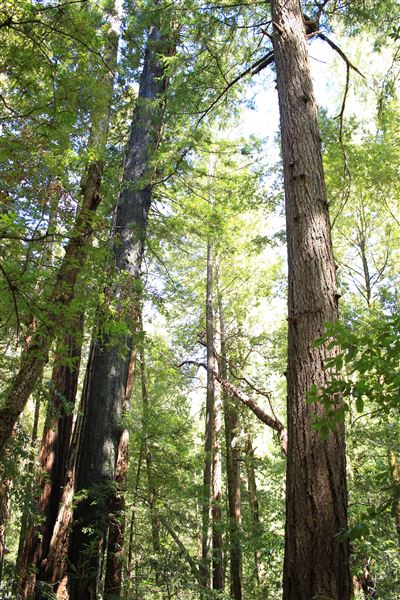 Faulkner County Park (4/19/2018 - Credits: Kellen Lim)