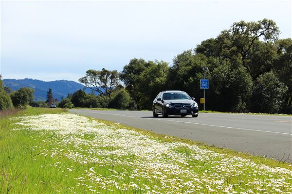 Highway 128 - Anderson Valley corridor - Highway 128 - roadside flowers (looking southward) (3/10/2017 - Credits: Kellen Lim)