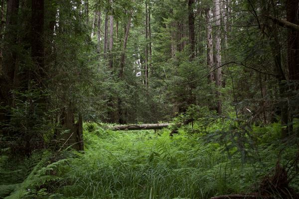 Navarro River Redwoods State Park (SP) (5/15/2018 - Credits: Kellen Lim)