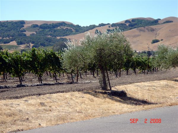 Gloria Ferrar Champagne Caves (7/25/2018)