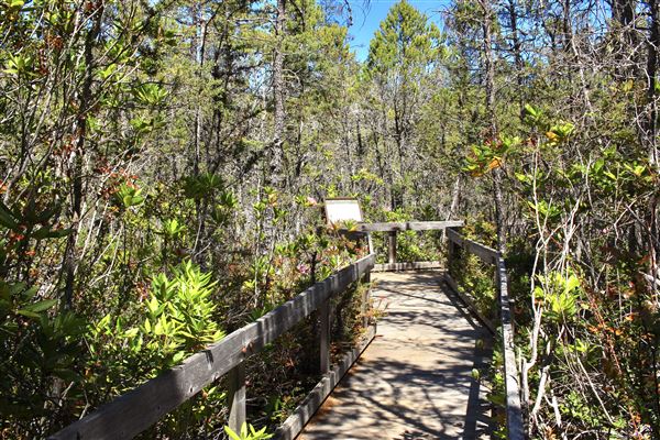 Van Damme State Park (SP) / Beach / Pygmy Forest / Fern Canyon Trail / Spring Ranch Trail - Pygmy Forest (6/1/2018 - Credits: Kellen Lim)