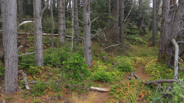 Little River Blowhole Trail - Little River - Blowhole Trail (8/6/2018 - Credits: Kellen Lim)