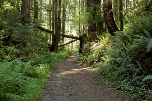 Van Damme State Park (SP) / Beach / Pygmy Forest / Fern Canyon Trail / Spring Ranch Trail - Fern Canyon Trail, lush canyon area (6/2/2018 - Credits: Kellen Lim)
