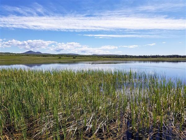 Payne's Creek Wetlands (3/1/2022 - Credits: Film Tehama)