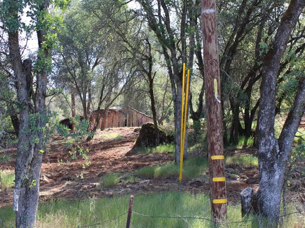 Sicard Flat (4/11/2022)