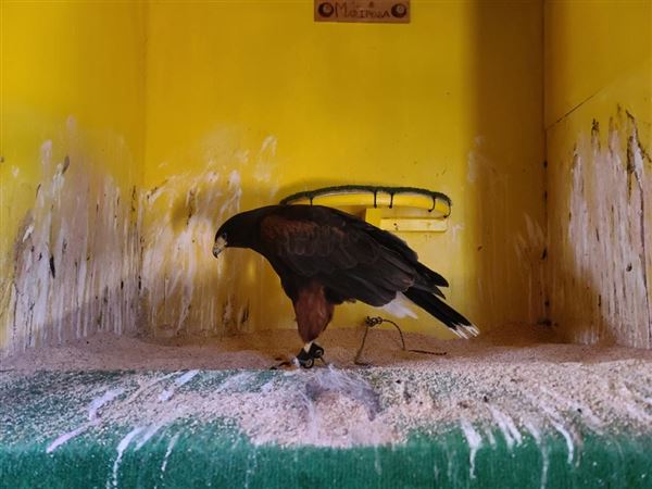 West Coast Falconry (4/11/2022 - Credits: Yuba Sutter Film Commission)