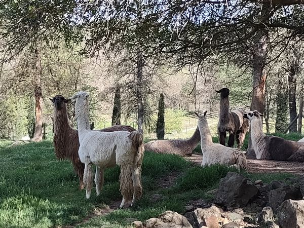 New Leaf Llama Farm (4/11/2022 - Credits: Yuba Sutter Film Commission)