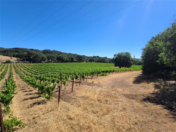 Santa Cruz Mountains/Santa Clara Valley Vineyard/Victorian Location - Gilroy, CA (7/29/2022 - Credits: Jason Goelz)