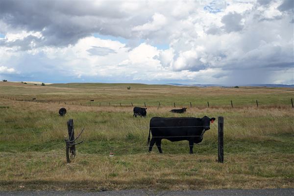 Various Rural Farms And Ranches (8/9/2022)