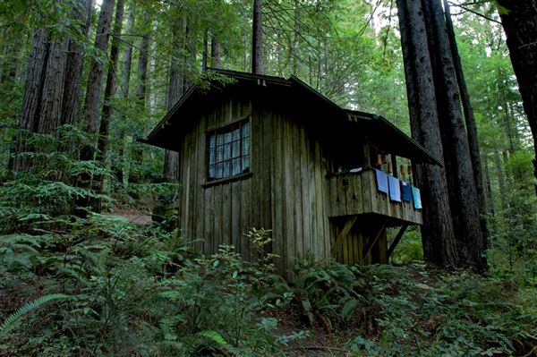 Mendocino Woodlands State Park (SP) (8/6/2012 - Credits: Brian Baer)