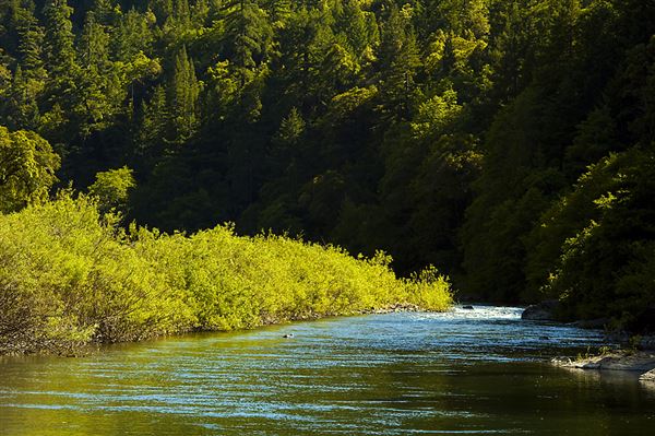 Smithe Redwoods State Natural Reserve (SNR) (6/21/2010 - Credits: Brian Baer)