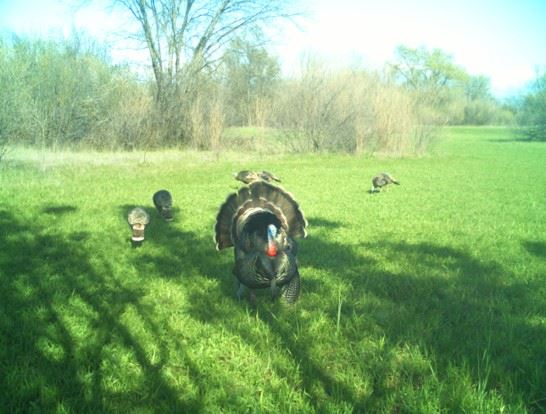 Oroville Wildlife Area - California Department of Fish & Wildlife (CDFW) - Turkeys in Fall Field (9/16/2022 3:05:09 PM - Credits: Provided by Area Manager AJ Dill with CDFW)