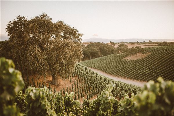 Santa Barbara Wine Country (8/5/2020 - Credits: Militia Consulting)