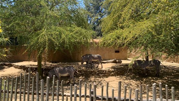 Los Angeles Zoo & Botanical Gardens - LA Zoo (6/25/2023 - Credits: Brandy Davis)