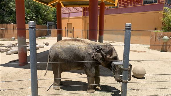 Los Angeles Zoo & Botanical Gardens - LA Zoo (6/25/2023 - Credits: Brandy Davis)