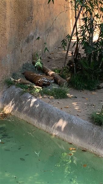Los Angeles Zoo & Botanical Gardens - LA Zoo (6/25/2023 - Credits: Brandy Davis)