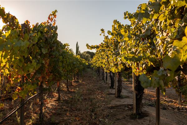 Wiens Cellars (6/1/2023 - Credits: Wesly Video, David Rey, Ashley Bee)