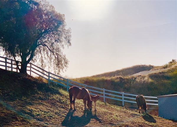 Moorheart Farm (12/14/2023 - Credits: Chris Barrett)