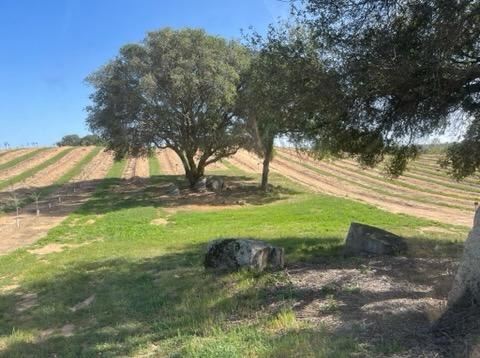 Olive Ranch (5/10/2022 - Credits: Placer County)