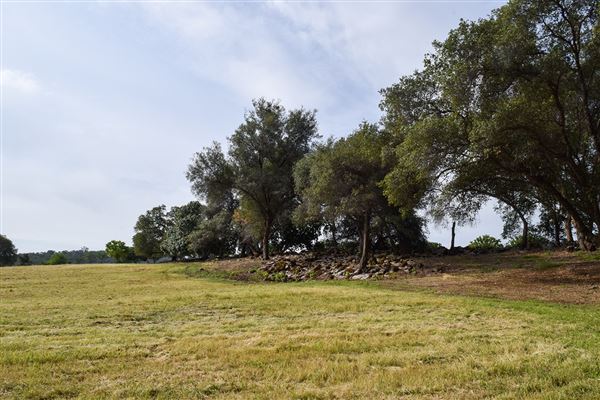 Olive Ranch (7/14/2022)