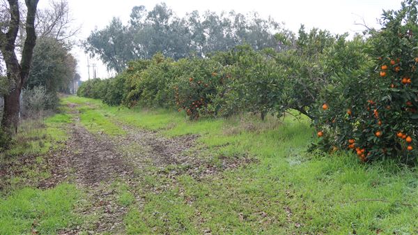 Moody's Middle Mountain Mandarins (1/13/2024 - Credits: Film Yuba Sutter)