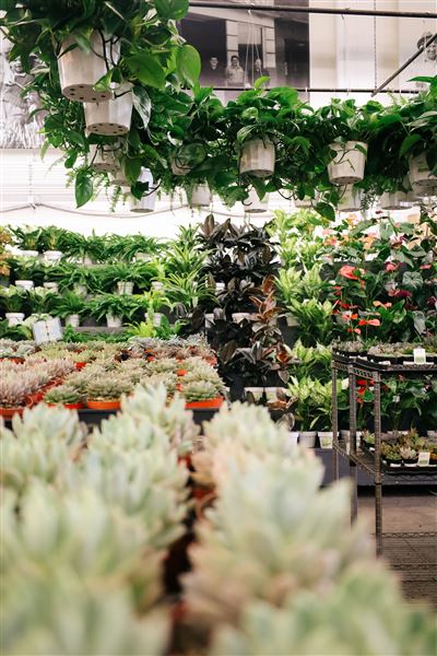 The Original Los Angeles Flower Market (2/26/2024 - Credits: OLAFM Marketing Team)