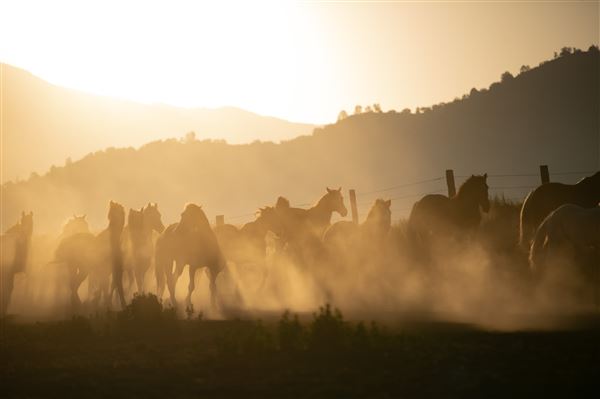 Rankin Ranch - California Cattle & Guest Ranch (5/15/2023 - Credits: Amanda Rankin)