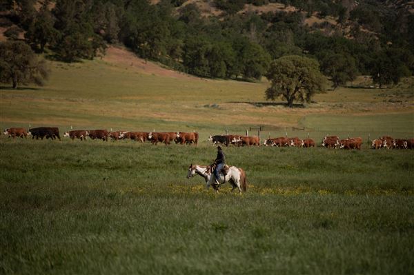 Rankin Ranch - California Cattle & Guest Ranch (5/15/2023 - Credits: Amanda Rankin)