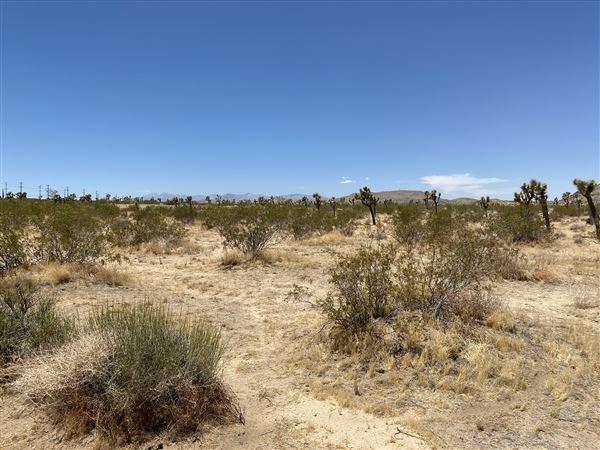 Joshua Tree Barren Landscape (6/1/2024 - Credits: malek alqadi)