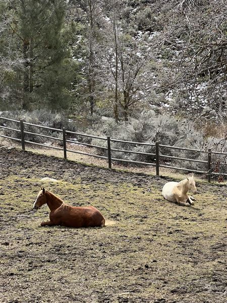 Tehachapi Log Cabin (5/4/2024 - Credits: Barb Pfeiffer)