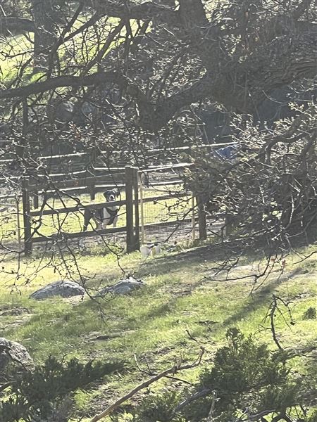 Tehachapi Log Cabin (5/4/2024 - Credits: Barb Pfeiffer)