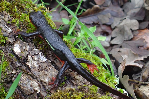 Vichy Springs Resort and Inn - Red Bellied Newt (5/8/2024 - Credits: Gilbert Ashoff)