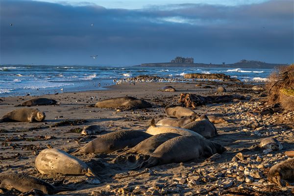 Año  Nuevo State Park (SP) (1/5/2024 - Credits: Brian Baer)