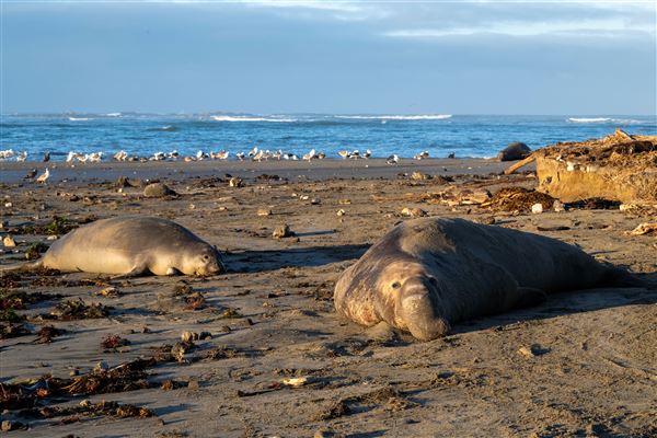 Año  Nuevo State Park (SP) (1/5/2024 - Credits: Brian Baer)