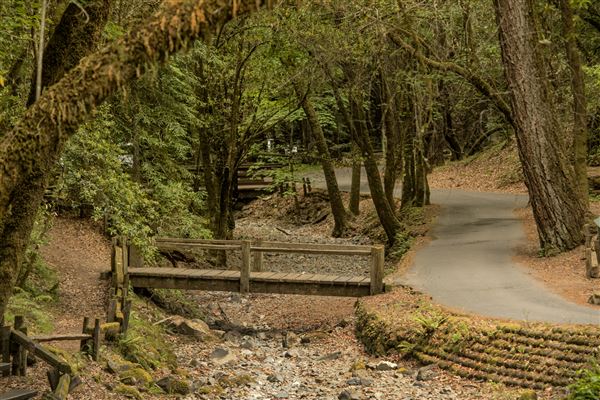 Armstrong Redwoods State Natural Reserve (SNR) (5/26/2015 - Credits: Brian Baer)