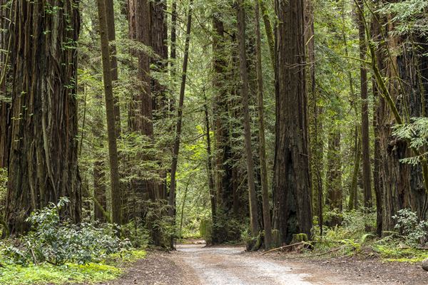 Armstrong Redwoods State Natural Reserve (SNR) (4/26/2019 - Credits: Brian Baer)