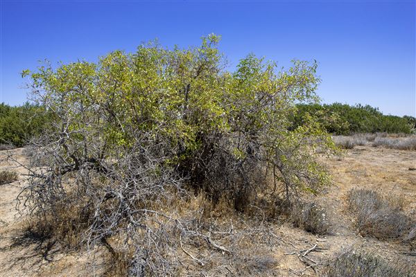 Arthur B. Ripley Desert Woodland State Park (SP) (6/8/2015 - Credits: Brian Baer)