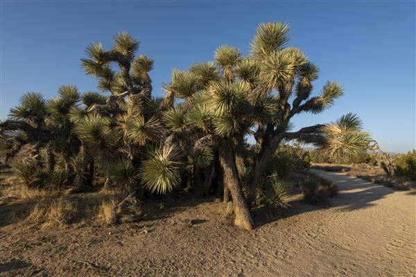 Arthur B. Ripley Desert Woodland State Park (SP) (9/16/2021 - Credits: Brian Baer)