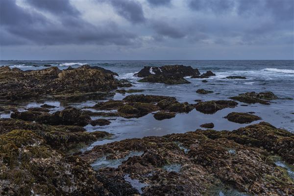 Asilomar State Beach and Conference Grounds (5/9/2023 - Credits: Brian Baer)