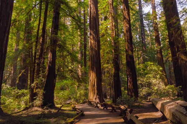 Armstrong Redwoods State Natural Reserve (SNR) (4/17/2025 - Credits: Mariah Harkey)
