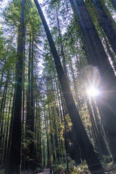 Armstrong Redwoods State Natural Reserve (SNR) (4/17/2025 - Credits: Spencer Spellman)
