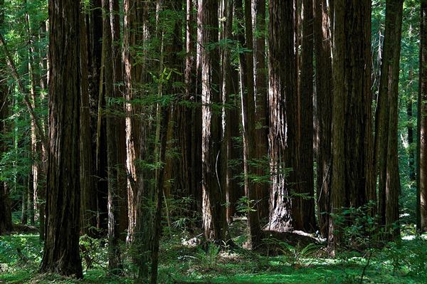 Armstrong Redwoods State Natural Reserve (SNR) (4/17/2025 - Credits: Photo Courtesy of Sonoma County)
