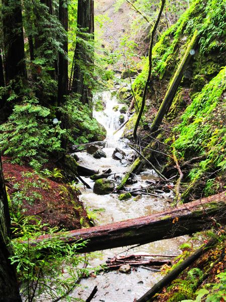 Armstrong Redwoods State Natural Reserve (SNR) (4/17/2025 - Credits: Photo Courtesy of Sonoma County)
