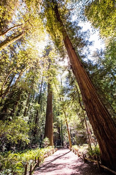 Armstrong Redwoods State Natural Reserve (SNR) (4/17/2025 - Credits: Photo Courtesy of Sonoma County)