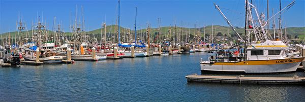 Bodega Bay (4/18/2025 - Credits: Al Mueller)