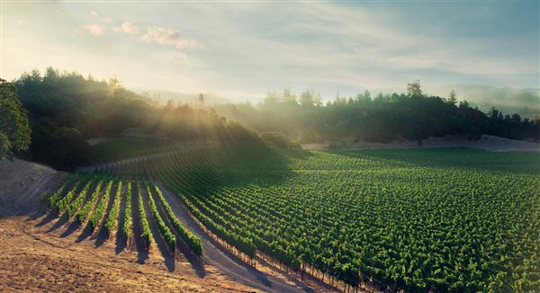 Chalk Hill Estate Vineyards & Winery (4/21/2025 - Credits: Photo Courtesy of Sonoma County)
