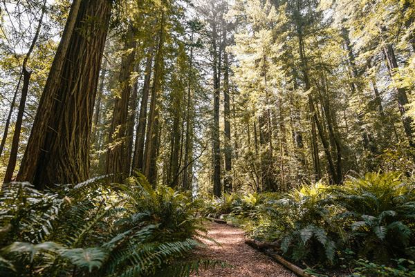 Occidental - Grove of the Old Trees (4/22/2025 - Credits: Mariah Harkey)