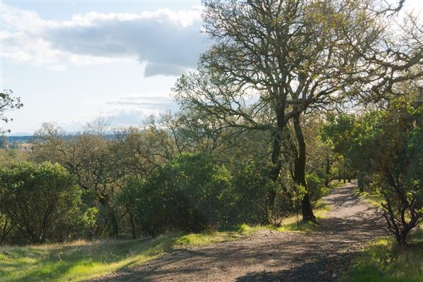 Windsor - Foothill Regional Park (4/25/2025 - Credits: Photo Courtesy of Sonoma County)
