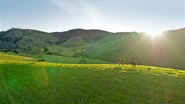 Santa Ynez - Horses (6/11/2025 - Credits: Courtesy Visit Santa Barbara)